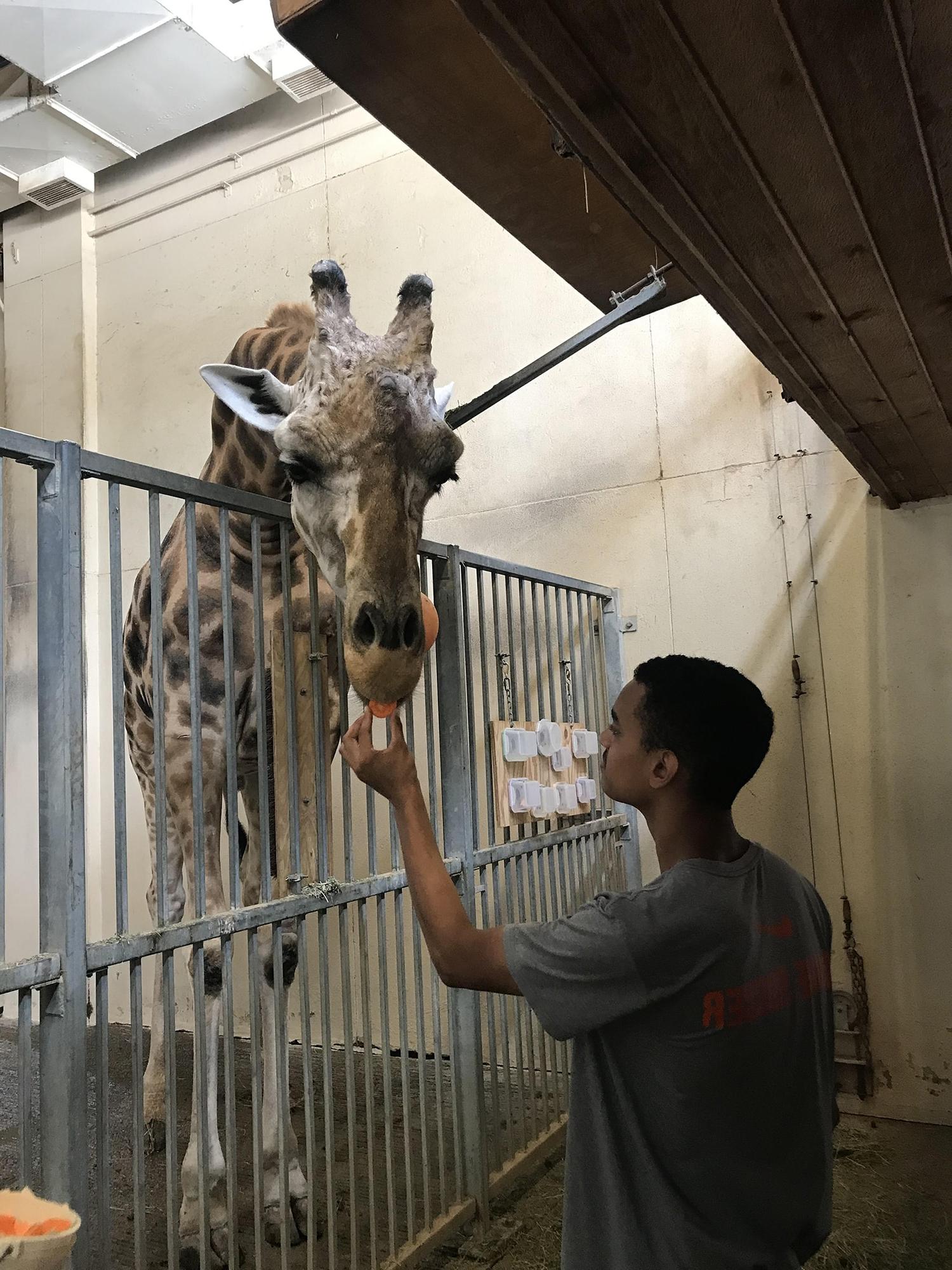 一张灯塔大学学生喂长颈鹿的照片